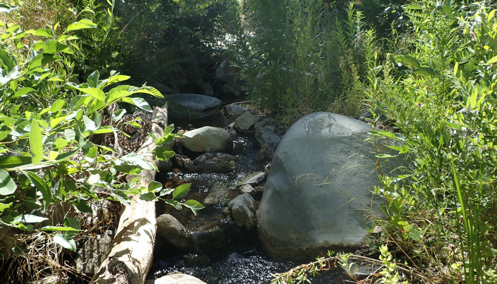 A small creek flows over rocks and logs surrounded by lush vegetation